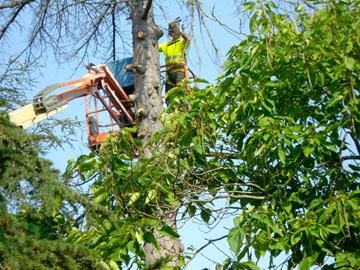 Persona en arbol